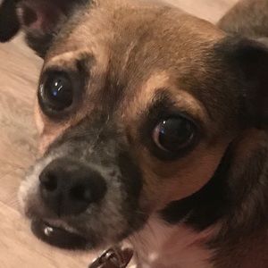 Meet your Posher, Frances